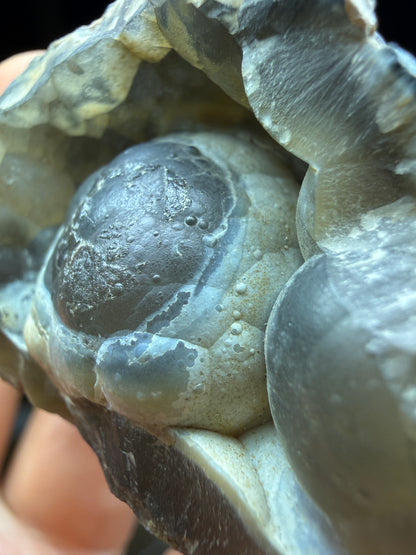 Agatized Fossil Coral- Ballast Point, Tampa Bay, Florida, USA