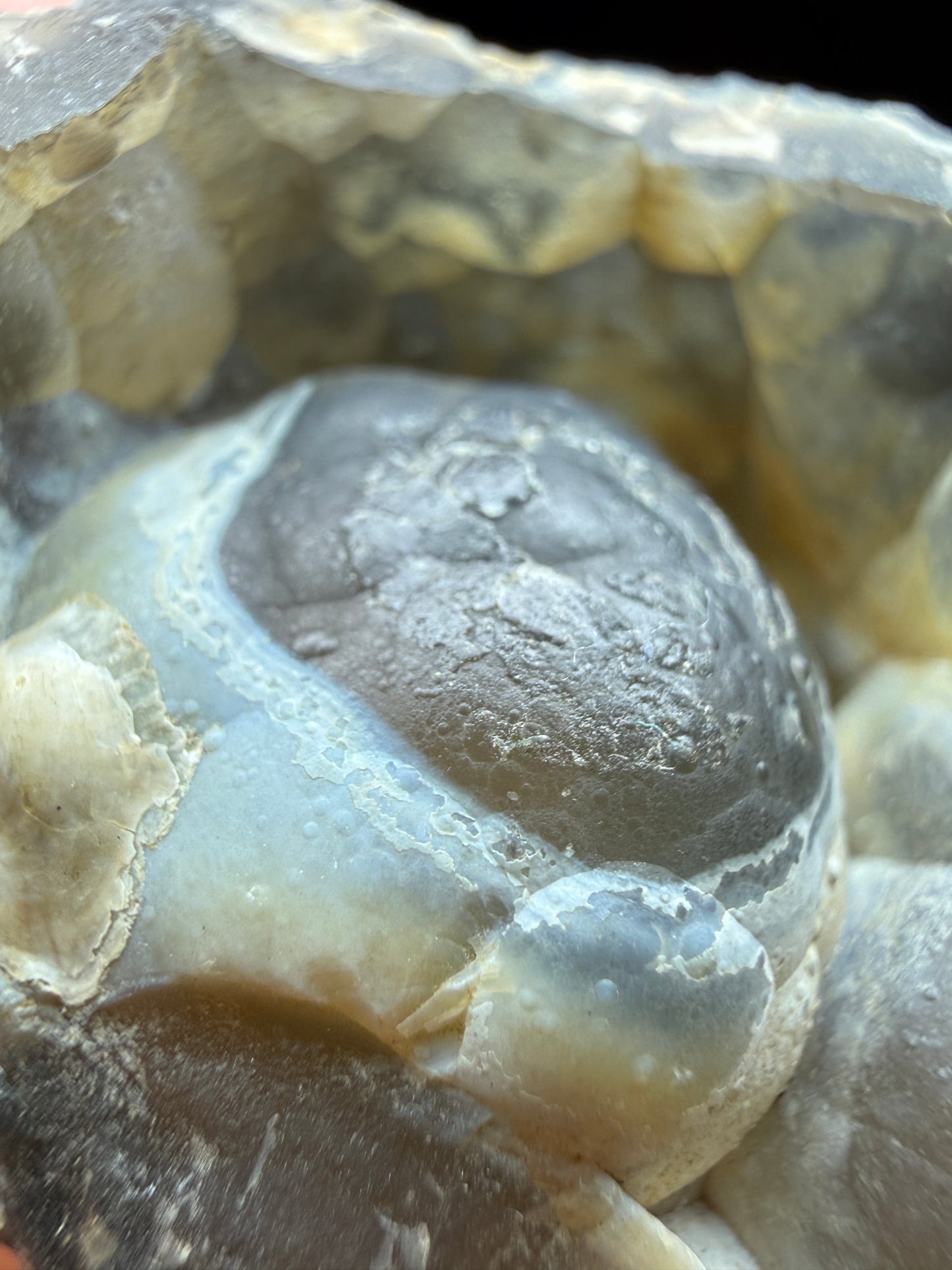 Agatized Fossil Coral- Ballast Point, Tampa Bay, Florida, USA