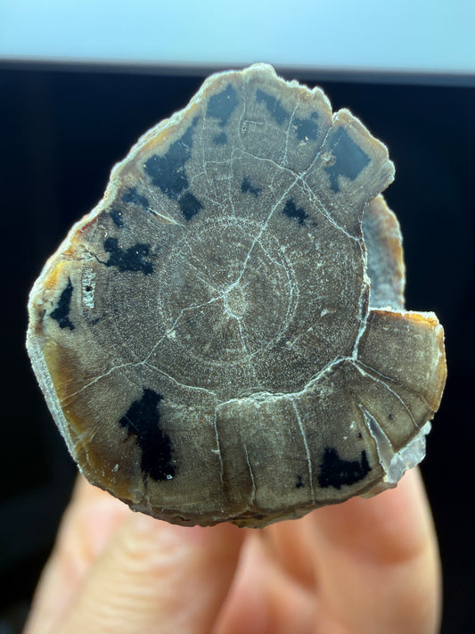 Petrified Wood, identified as willow wood- Eden Valley, Wyoming