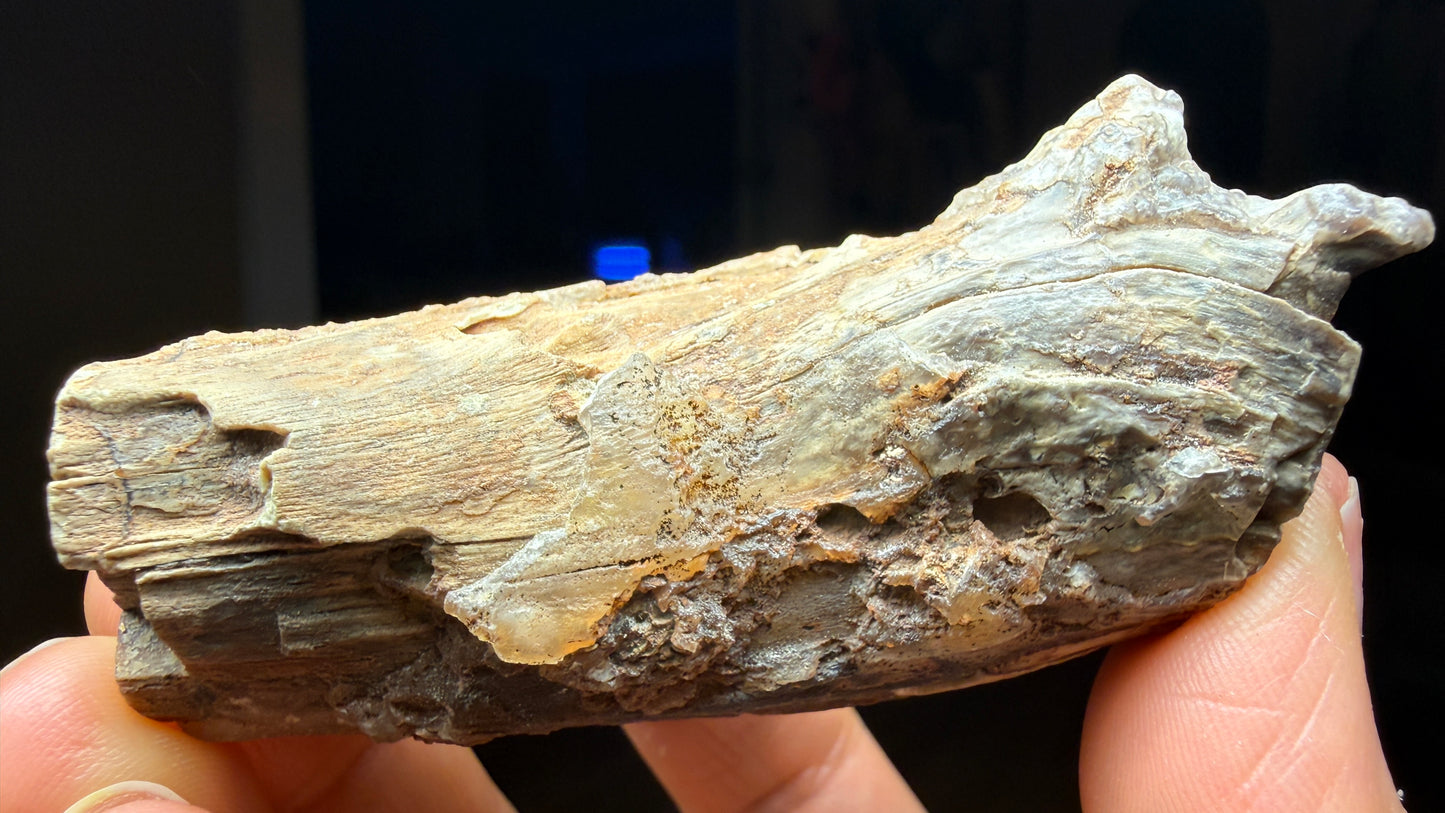 Petrified Wood, identified as willow wood- Eden Valley, Wyoming
