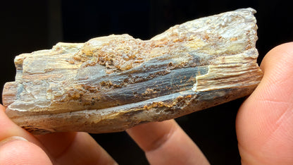 Petrified Wood, identified as willow wood- Eden Valley, Wyoming