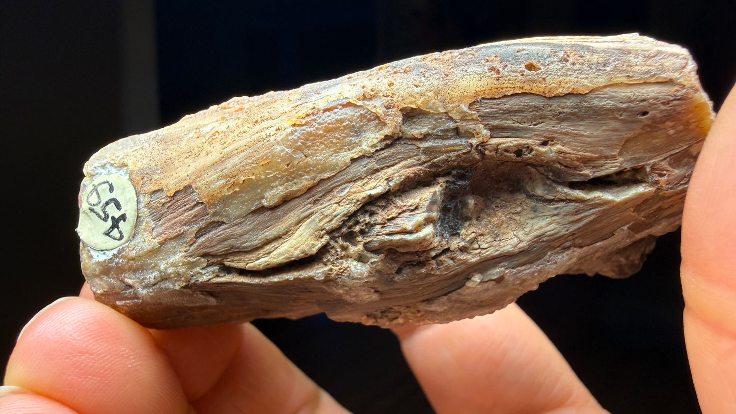 Petrified Wood, identified as willow wood- Eden Valley, Wyoming