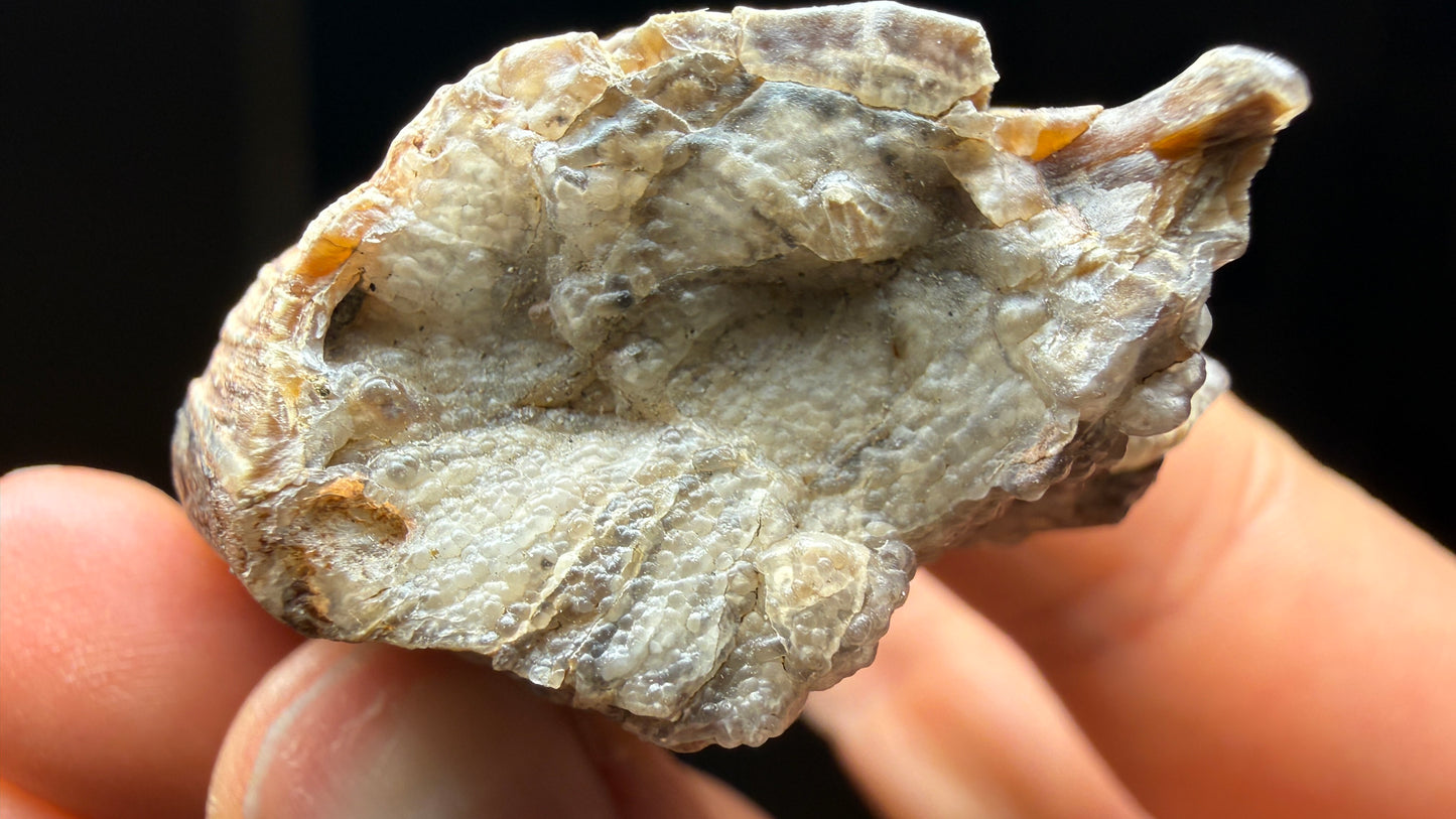 Petrified Wood, identified as willow wood- Eden Valley, Wyoming
