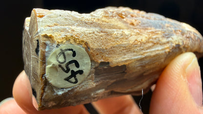 Petrified Wood, identified as willow wood- Eden Valley, Wyoming