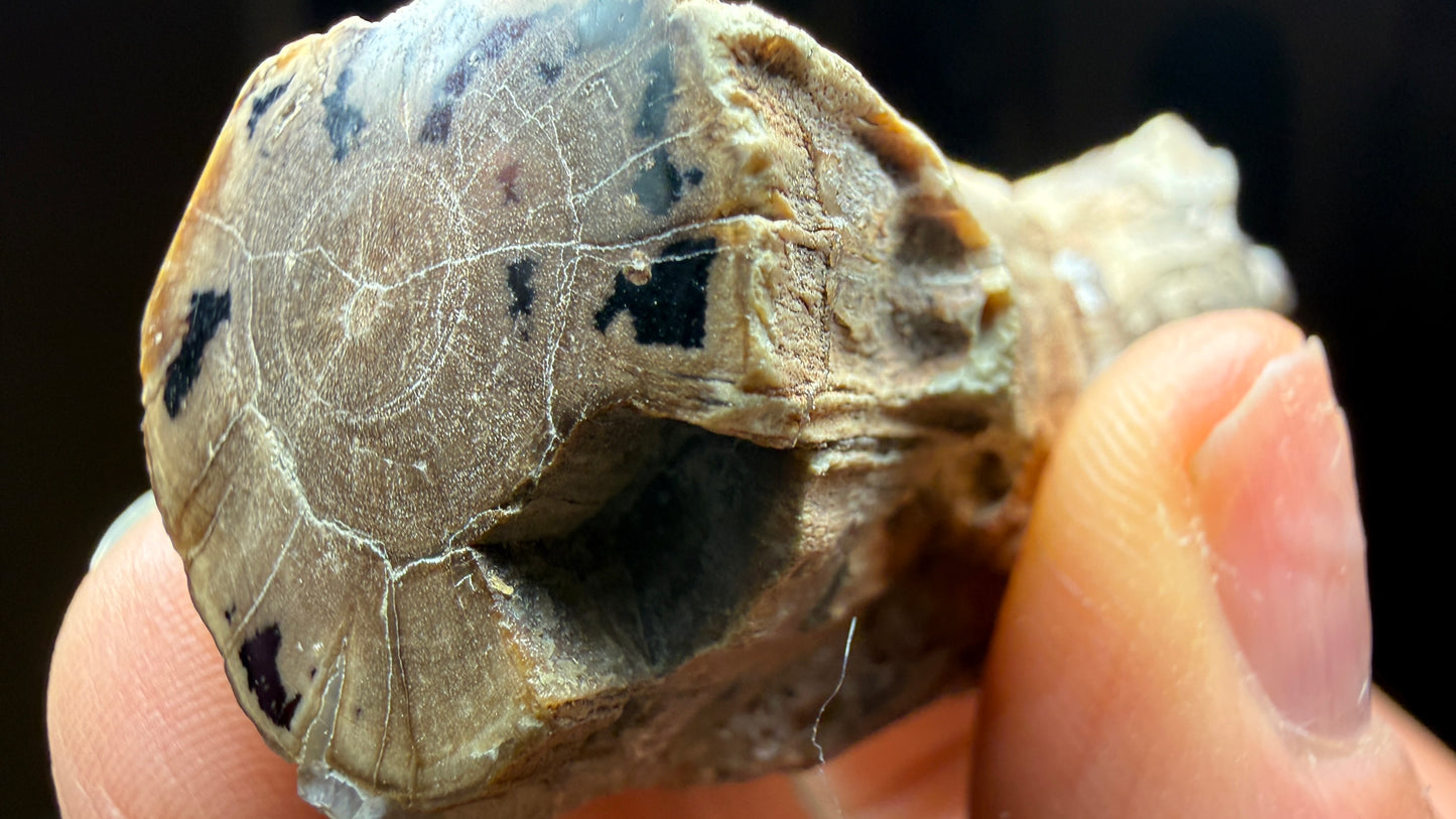 Petrified Wood, identified as willow wood- Eden Valley, Wyoming