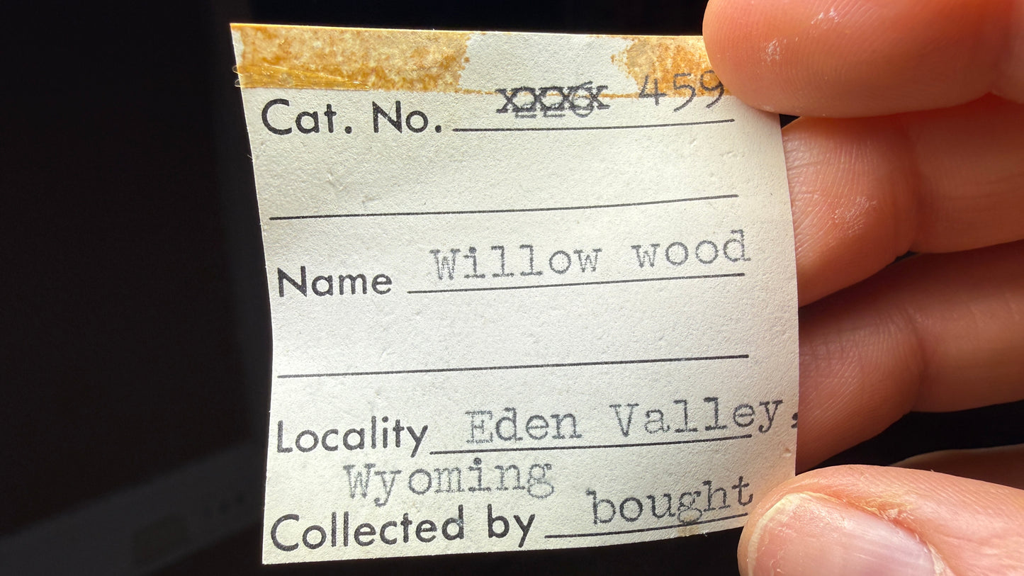 Petrified Wood, identified as willow wood- Eden Valley, Wyoming