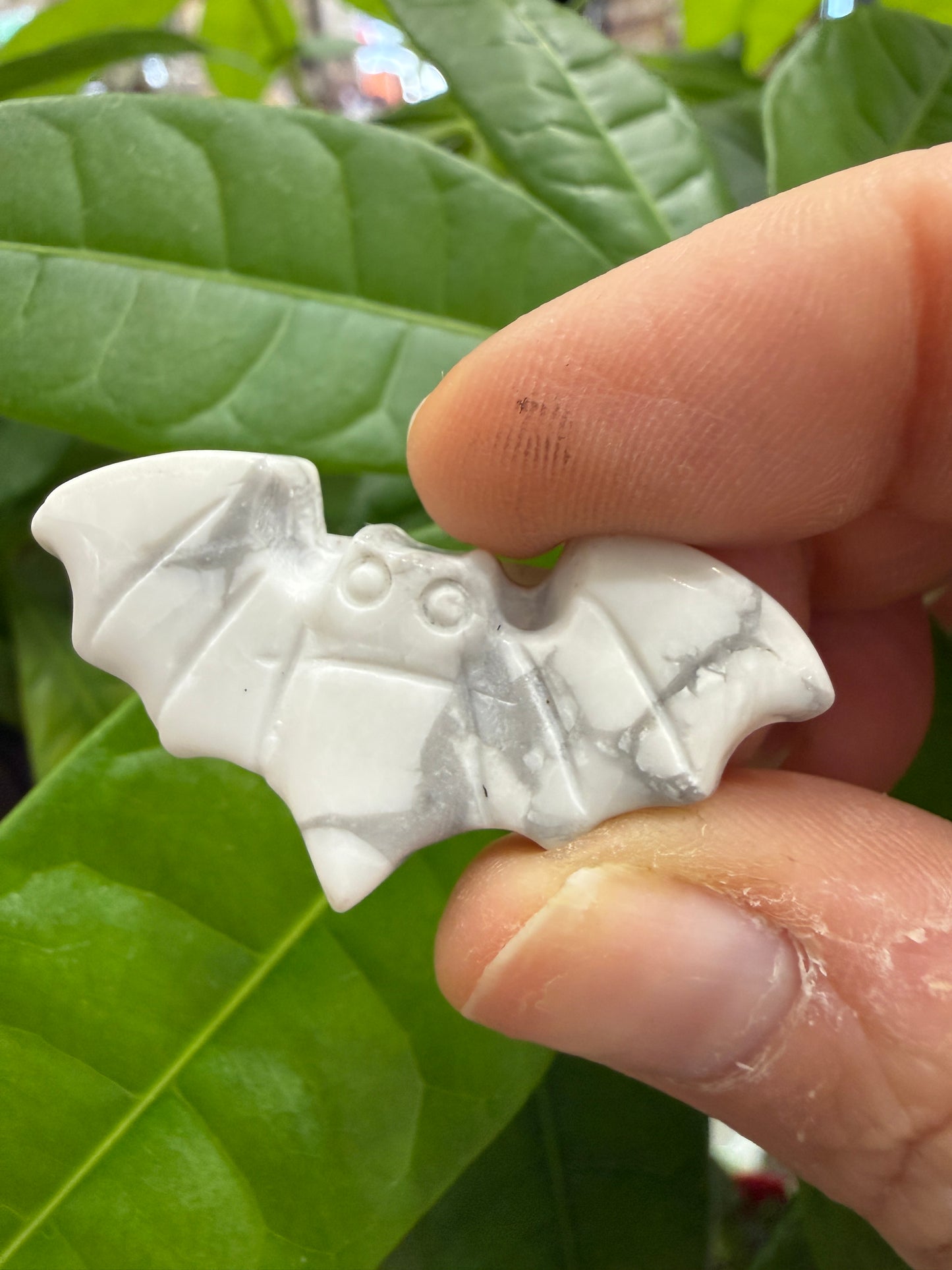 Bats- Small Polished Flat