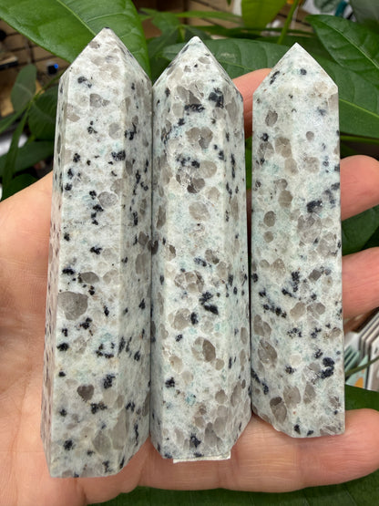 Kiwi Jasper Point- 3-4 inches
