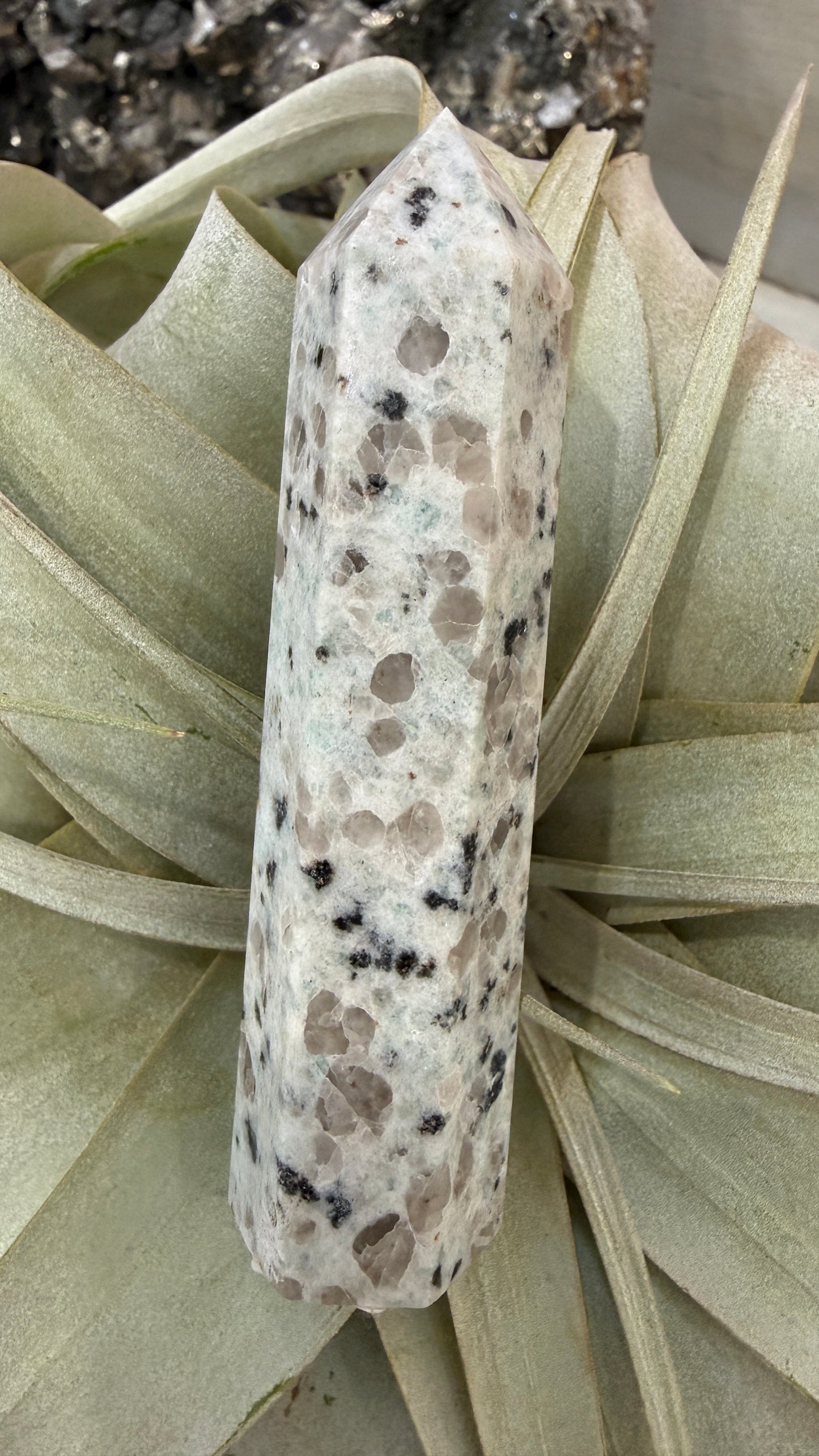 Kiwi Jasper Point- 3-4 inches