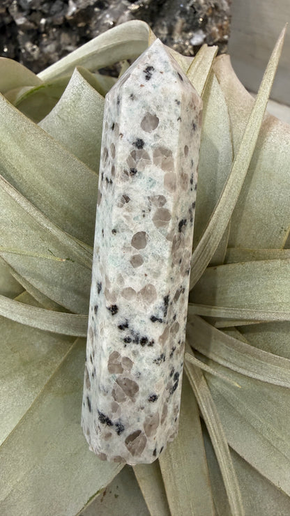 Kiwi Jasper Point- 3-4 inches