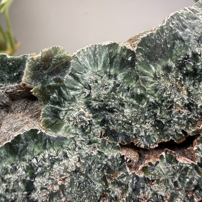 Seraphinite- Zheleznogorsk-Ilimsky, Irkutsk Oblast, Eastern Siberia, Russia