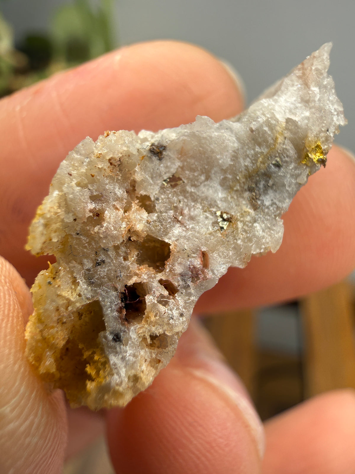 Native Gold in Quartz- La Choya Mine, Sonoyta,  Plutarco Elías Calles , Sonora, Mexico
