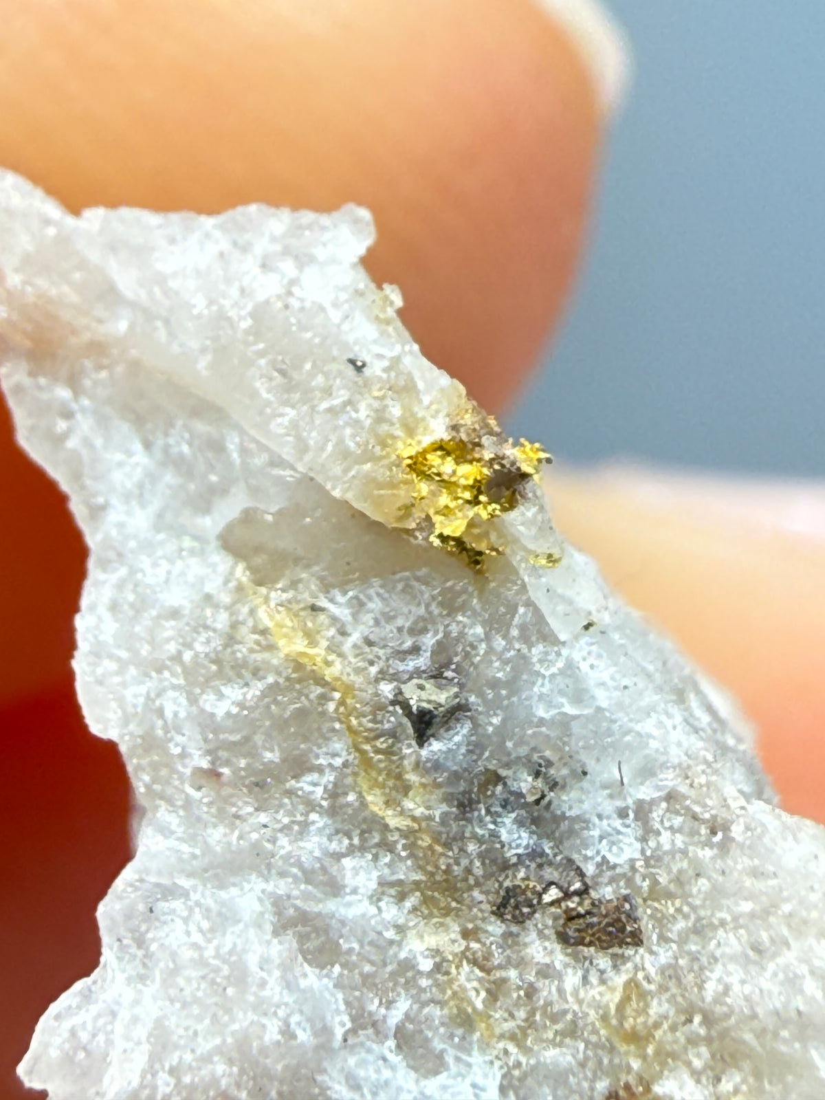 Native Gold in Quartz- La Choya Mine, Sonoyta,  Plutarco Elías Calles , Sonora, Mexico
