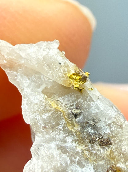 Native Gold in Quartz- La Choya Mine, Sonoyta,  Plutarco Elías Calles , Sonora, Mexico