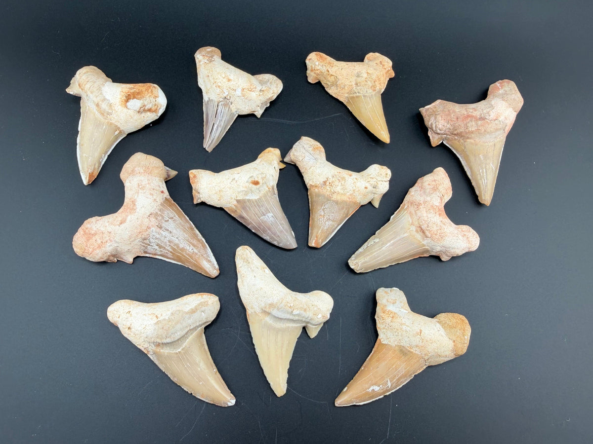 Otodus Teeth