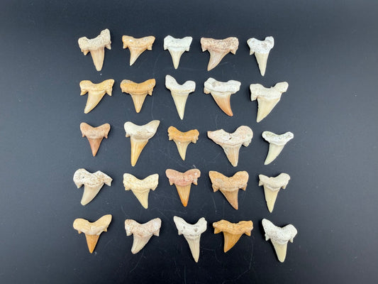 Fossil-  Sand Shark Teeth, 3/$9, sku 3050