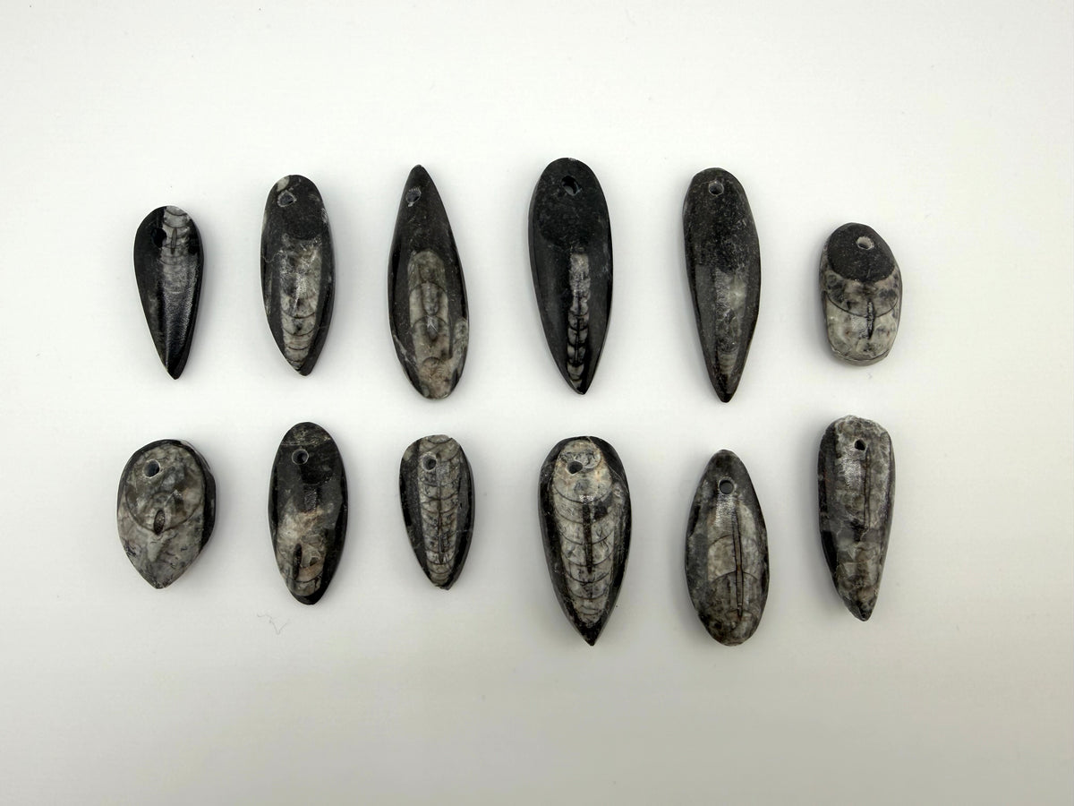 Orthoceras Pendant - Teardrop