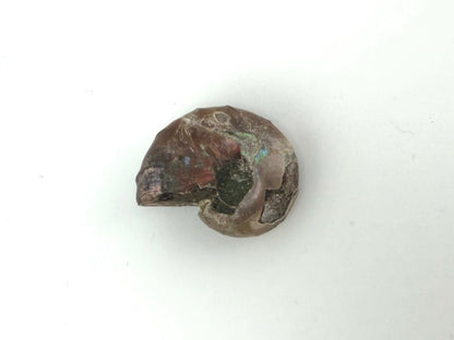 Opalized Ammonite