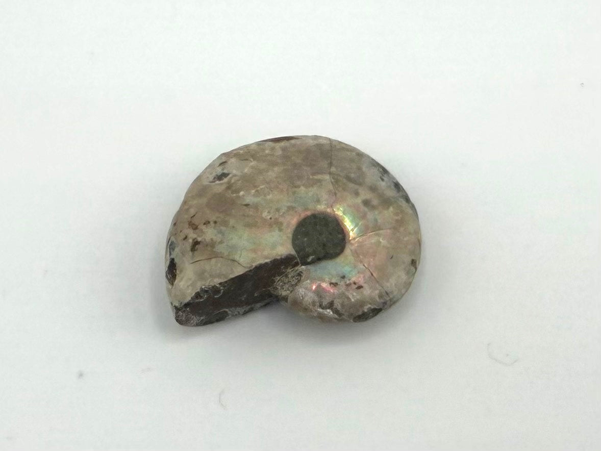 Opalized Ammonite