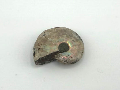 Opalized Ammonite