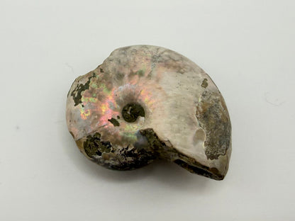 Opalized Ammonite