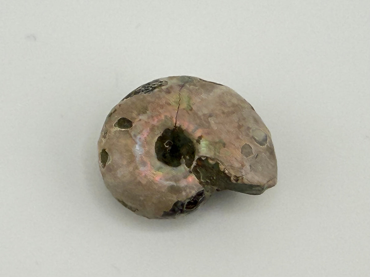 Opalized Ammonite