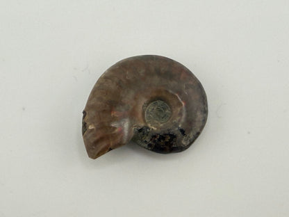 Opalized Ammonite