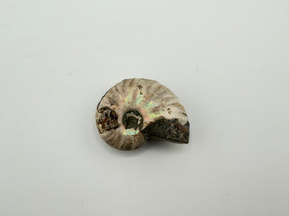 Opalized Ammonite