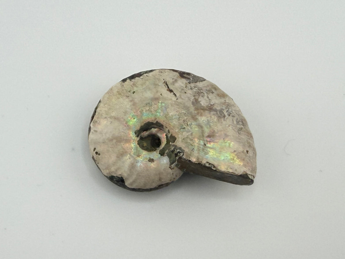 Opalized Ammonite