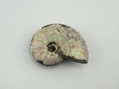 Opalized Ammonite