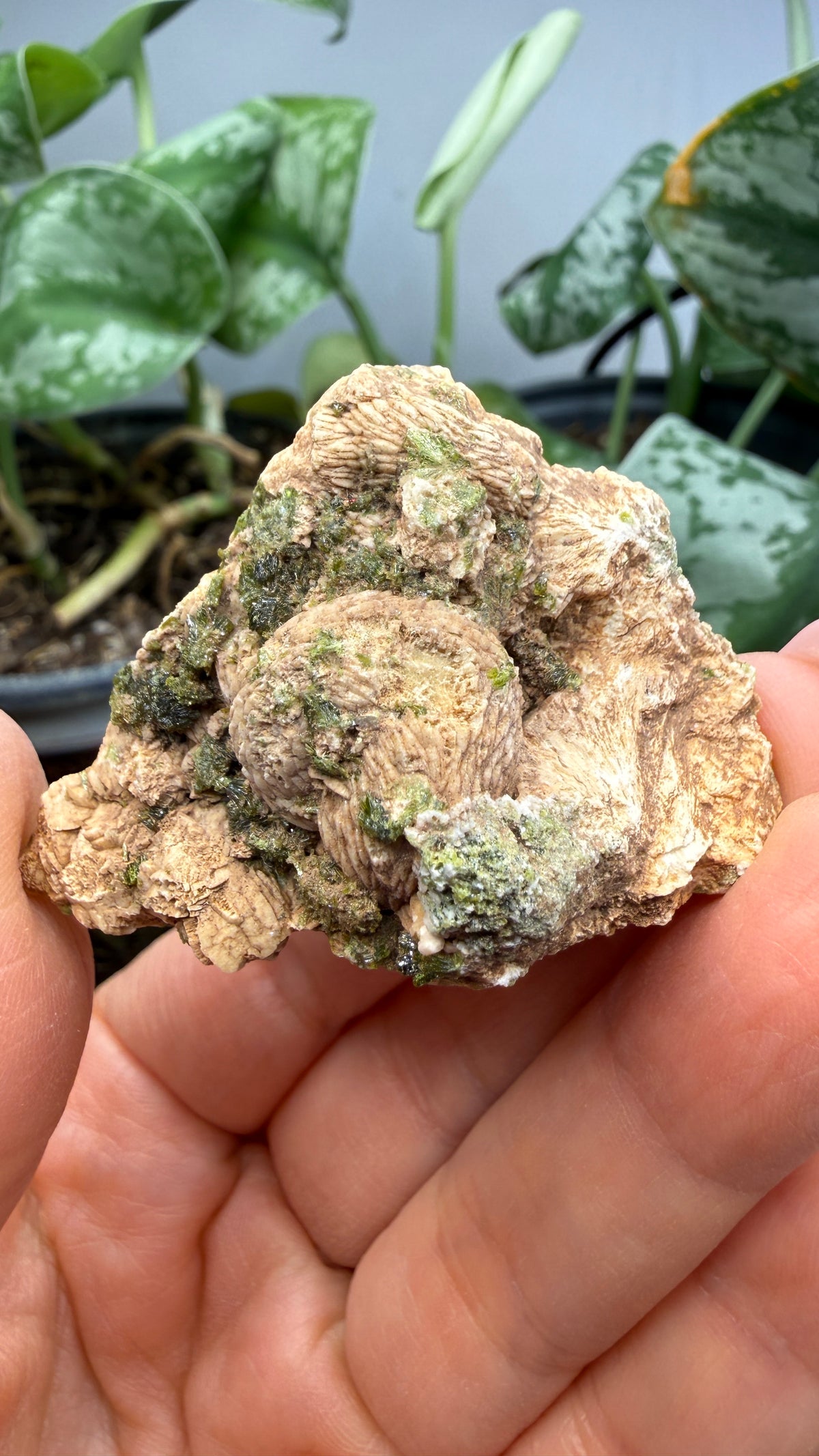 Prehnite with Epidote- Imilchil, Midelt Province, Drâa-Tafilalet Region, Morocco