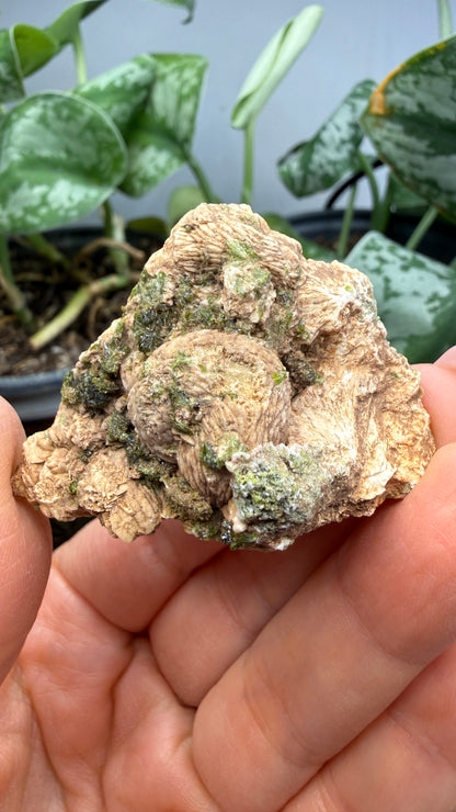 Prehnite with Epidote- Imilchil, Midelt Province, Drâa-Tafilalet Region, Morocco