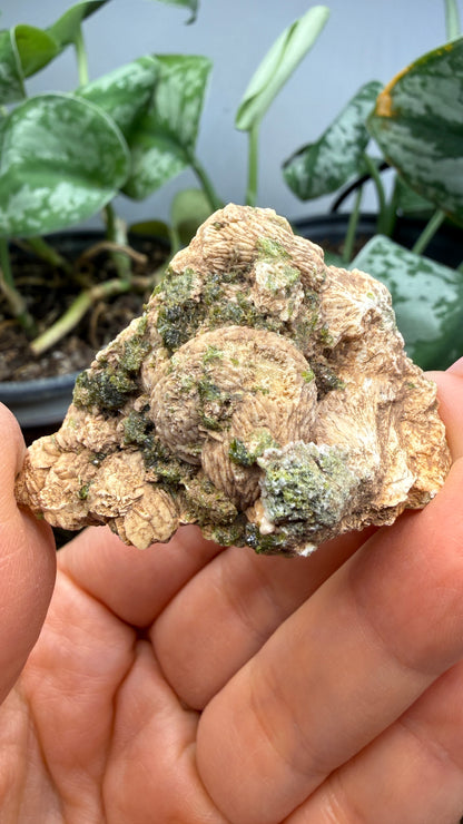 Prehnite with Epidote- Imilchil, Midelt Province, Drâa-Tafilalet Region, Morocco