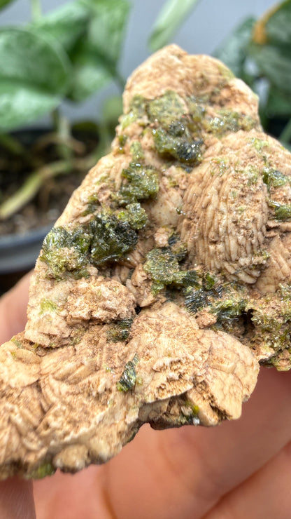 Prehnite with Epidote- Imilchil, Midelt Province, Drâa-Tafilalet Region, Morocco