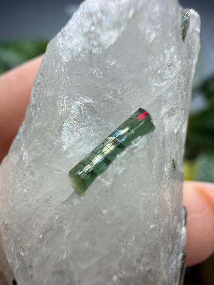 Tourmaline (Green) in Quartz- Brazil