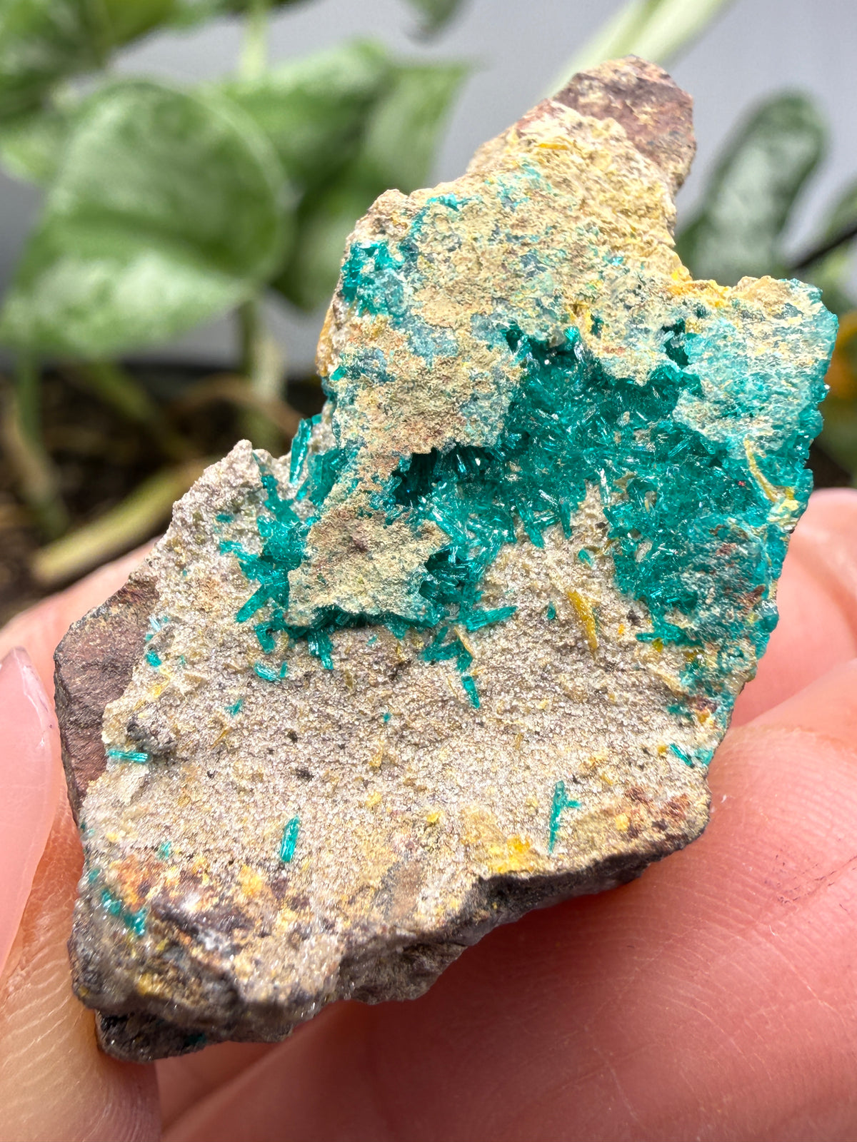 Dioptase- Tiger, Mammoth–St. Anthony Mining District, Pinal County, Arizona, USA
