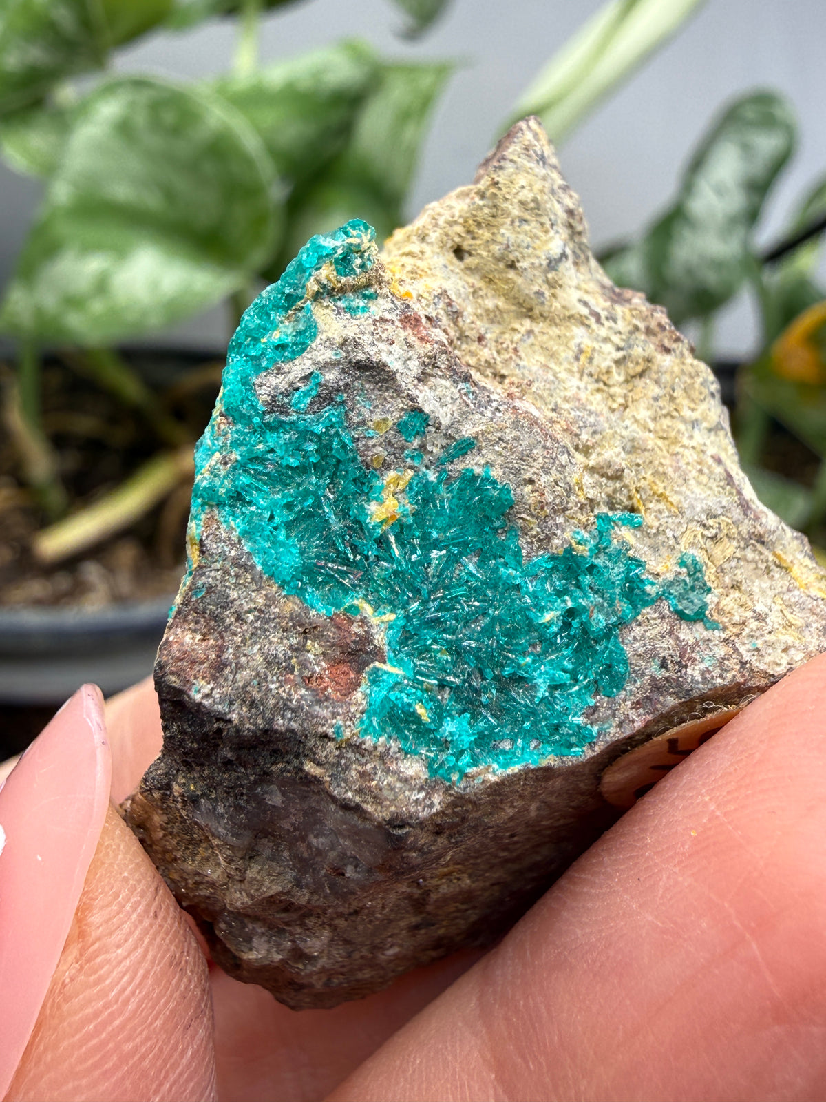 Dioptase- Tiger, Mammoth–St. Anthony Mining District, Pinal County, Arizona, USA