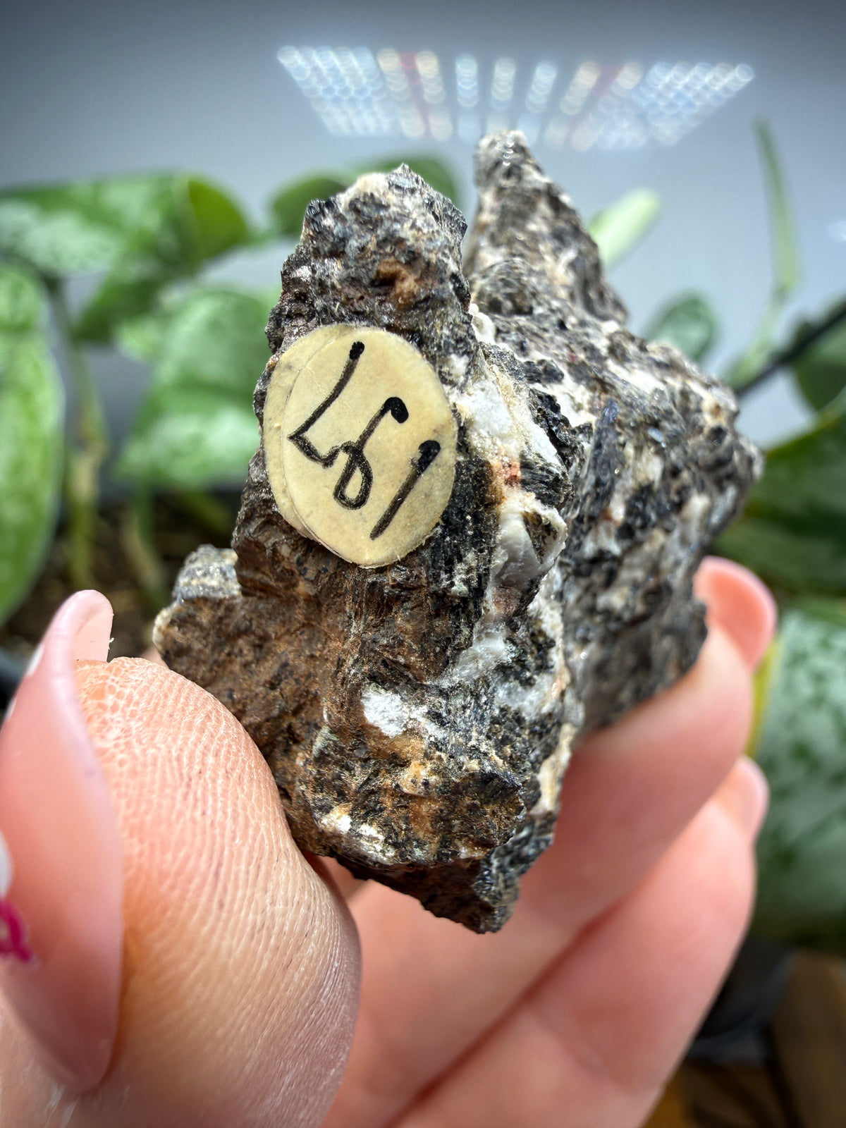 Arfvedsonite (Barkevikite Variety)- Near Hernandez, California, USA