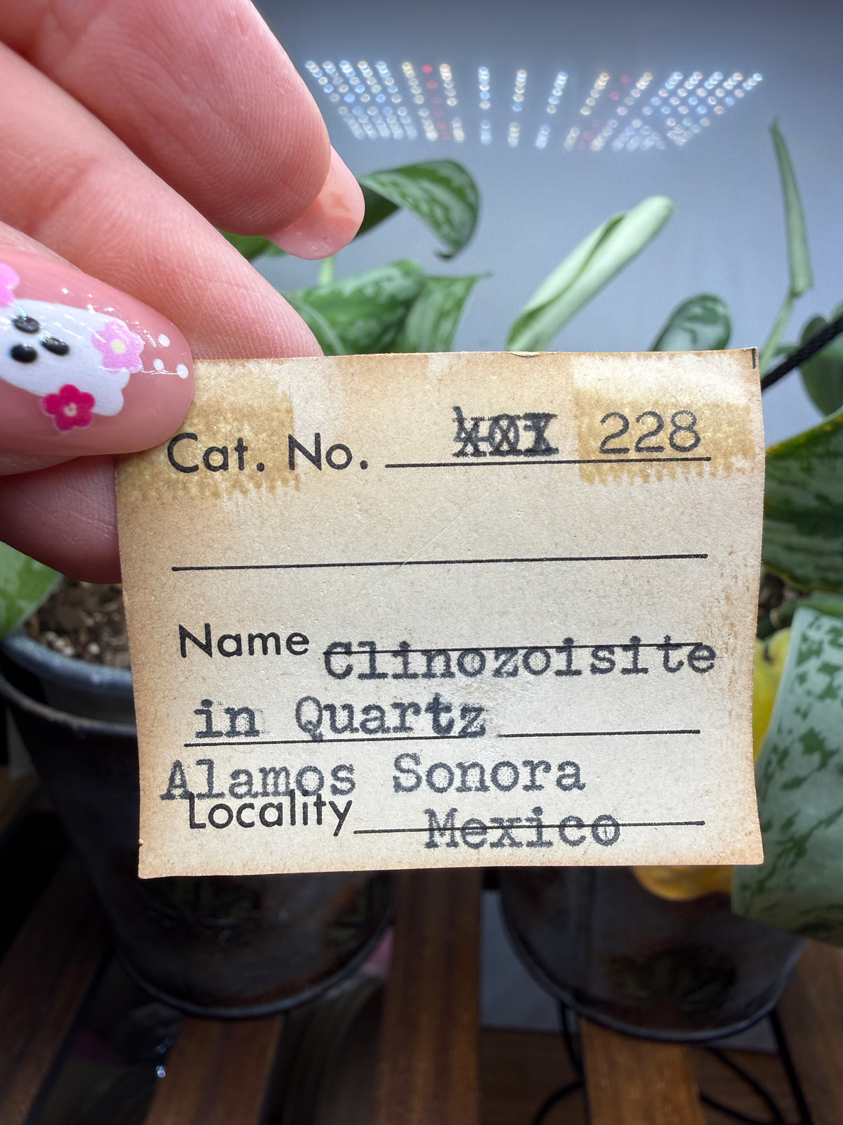 Clinozoisite in Quartz- Álamos, Álamos Municipality, Sonora, Mexico