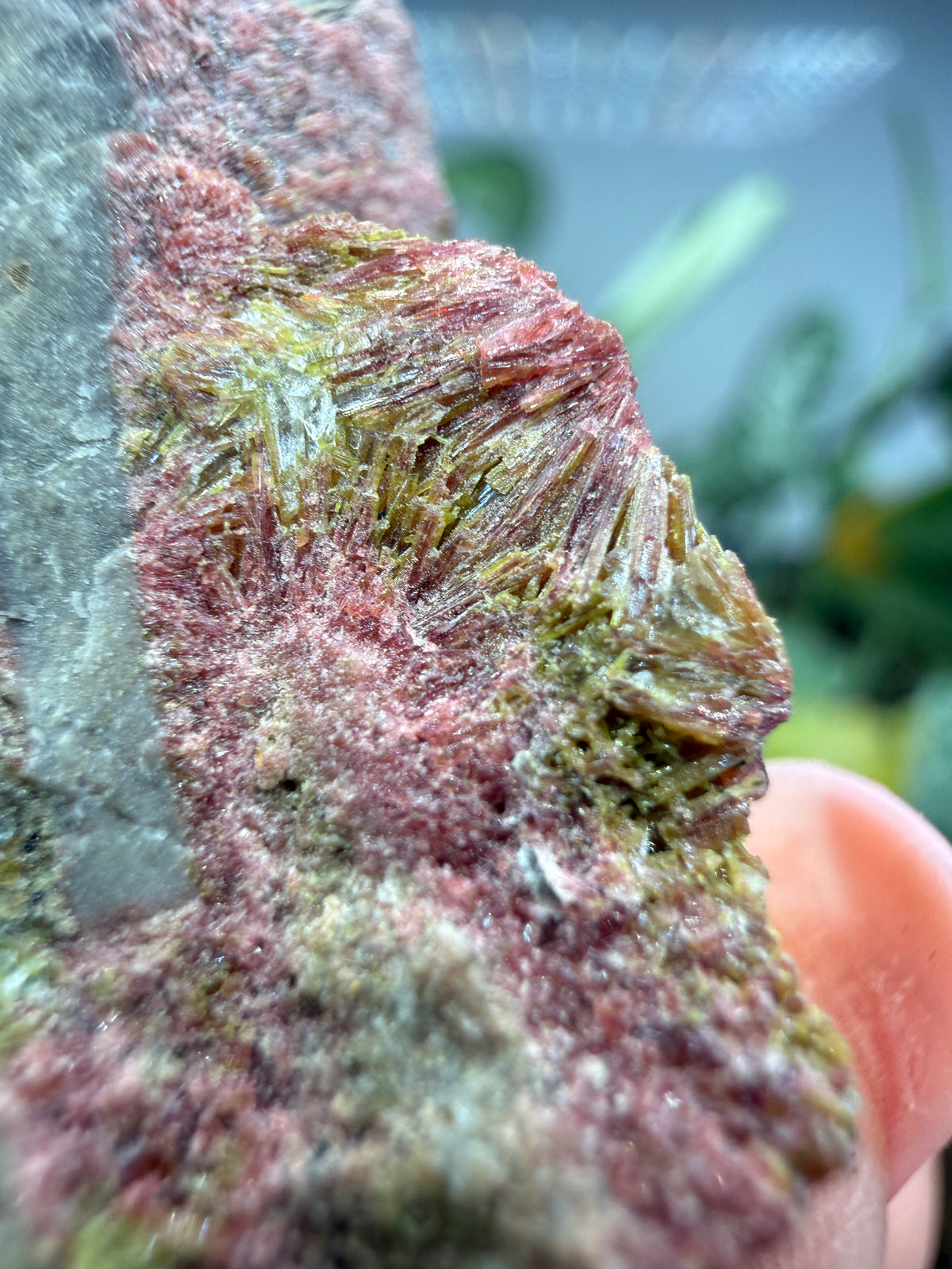 Clinozoisite in Quartz- Álamos, Álamos Municipality, Sonora, Mexico