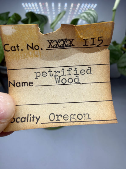Petrified Wood- Oregon, USA