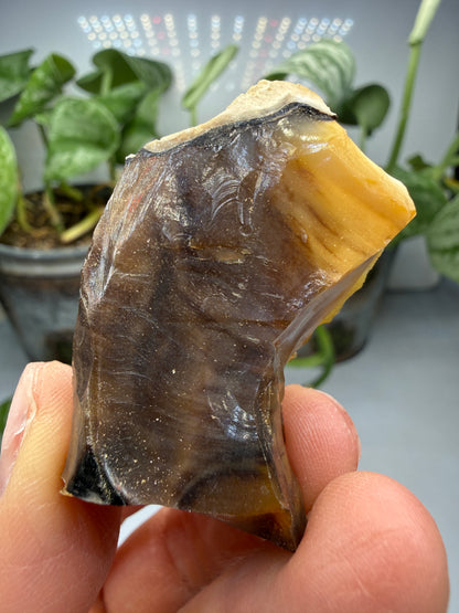 Petrified Wood- Oregon, USA