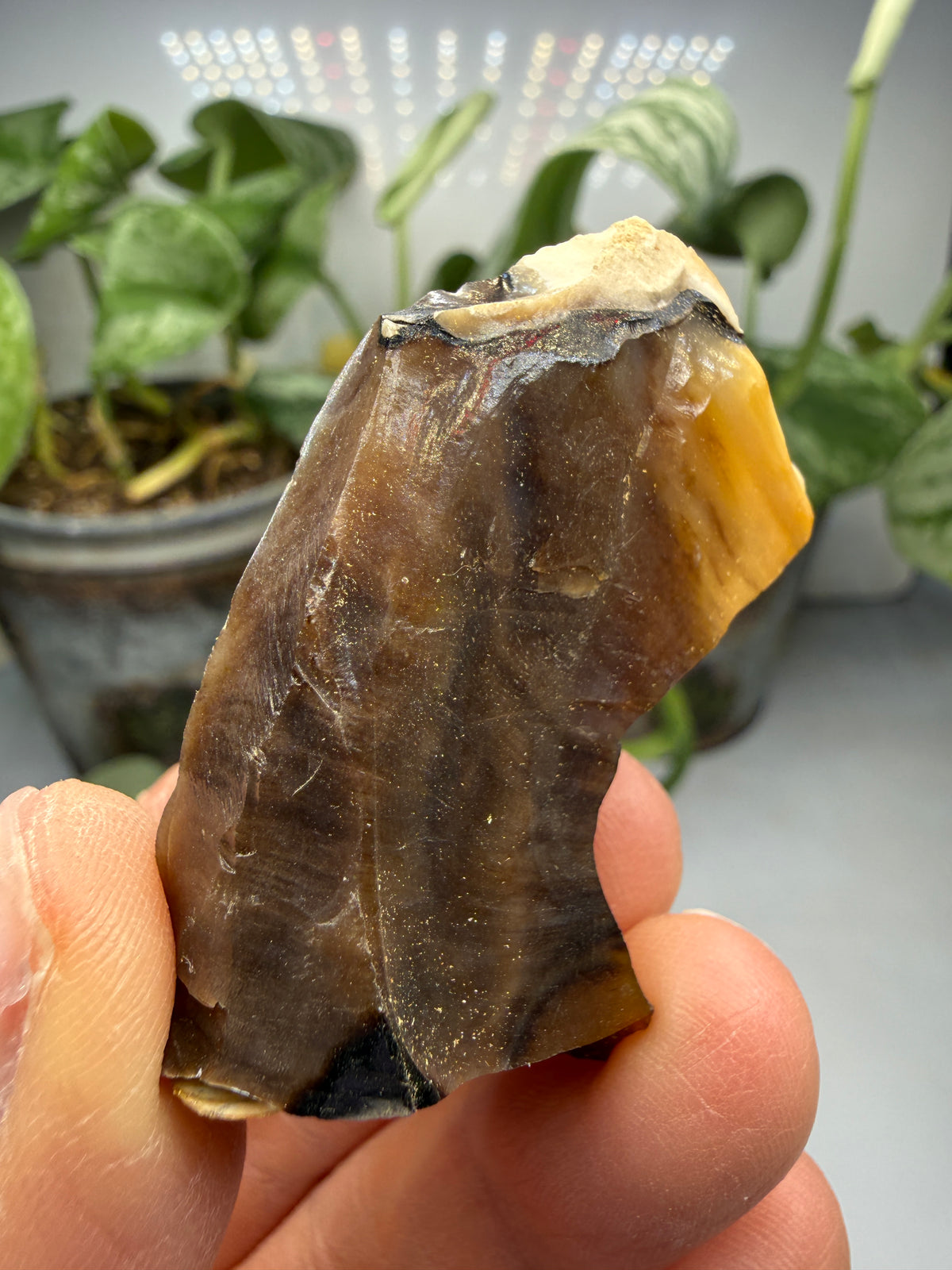 Petrified Wood- Oregon, USA