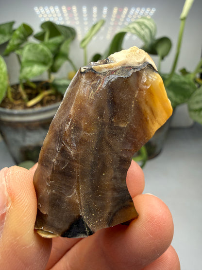 Petrified Wood- Oregon, USA