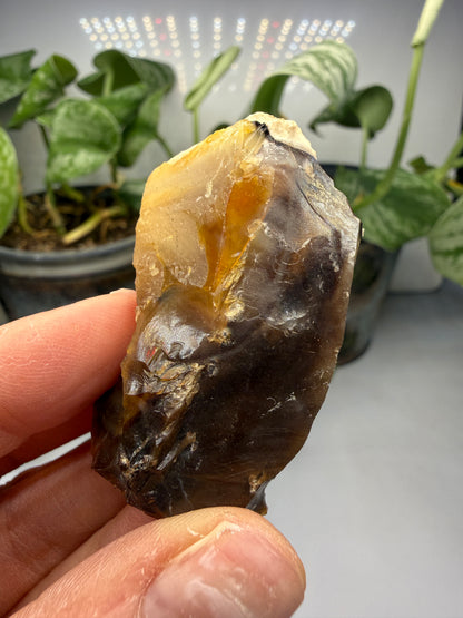 Petrified Wood- Oregon, USA