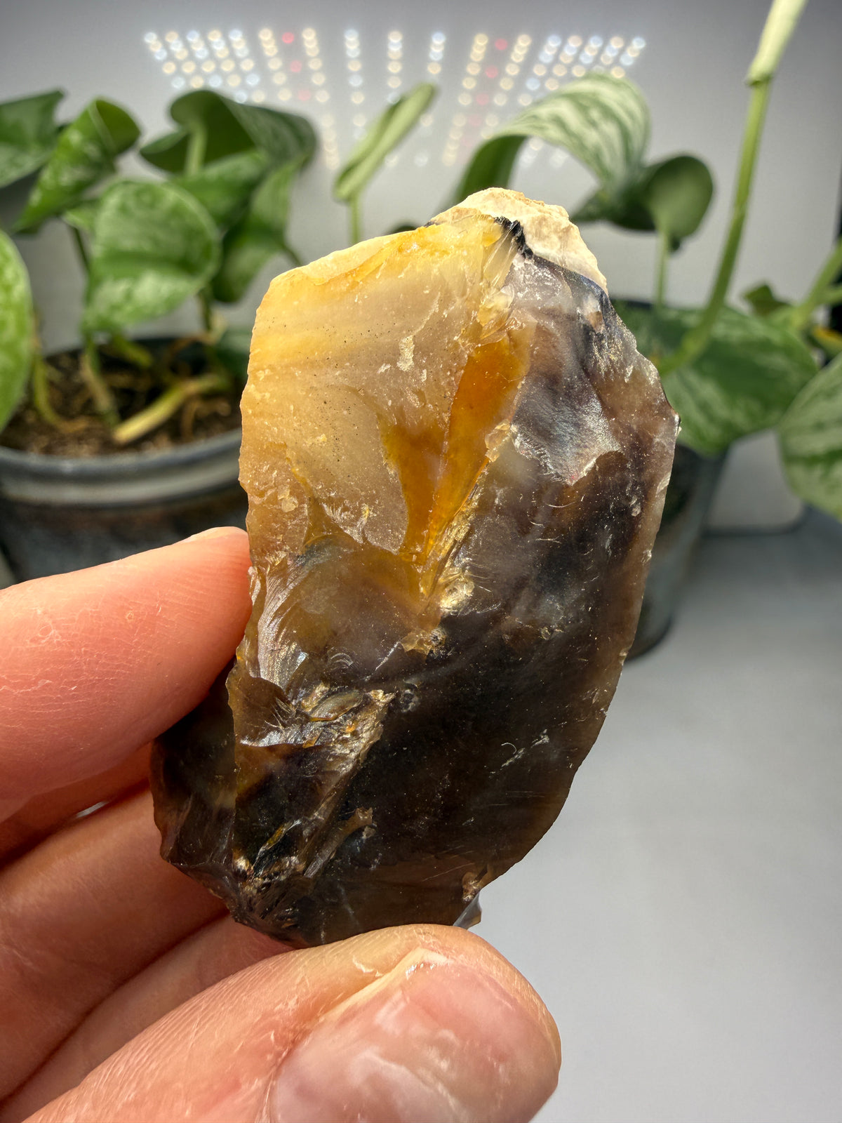 Petrified Wood- Oregon, USA