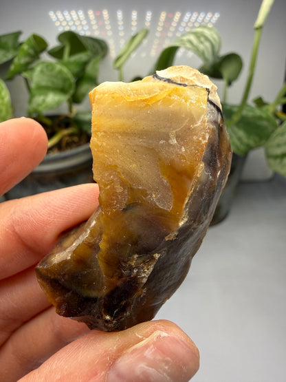 Petrified Wood- Oregon, USA