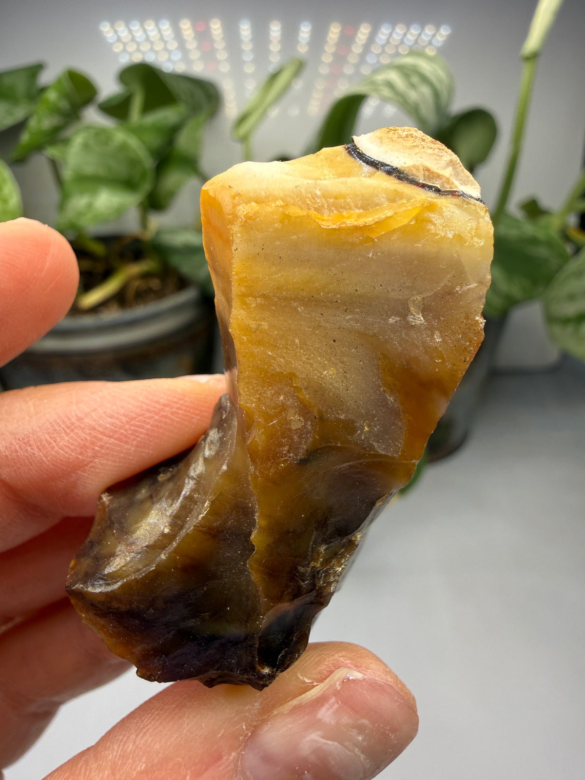 Petrified Wood- Oregon, USA
