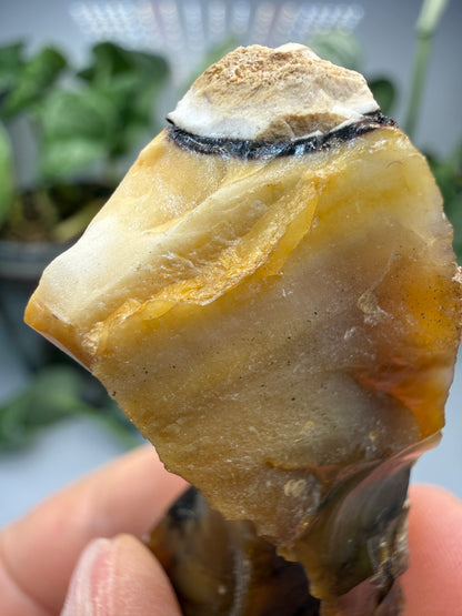 Petrified Wood- Oregon, USA