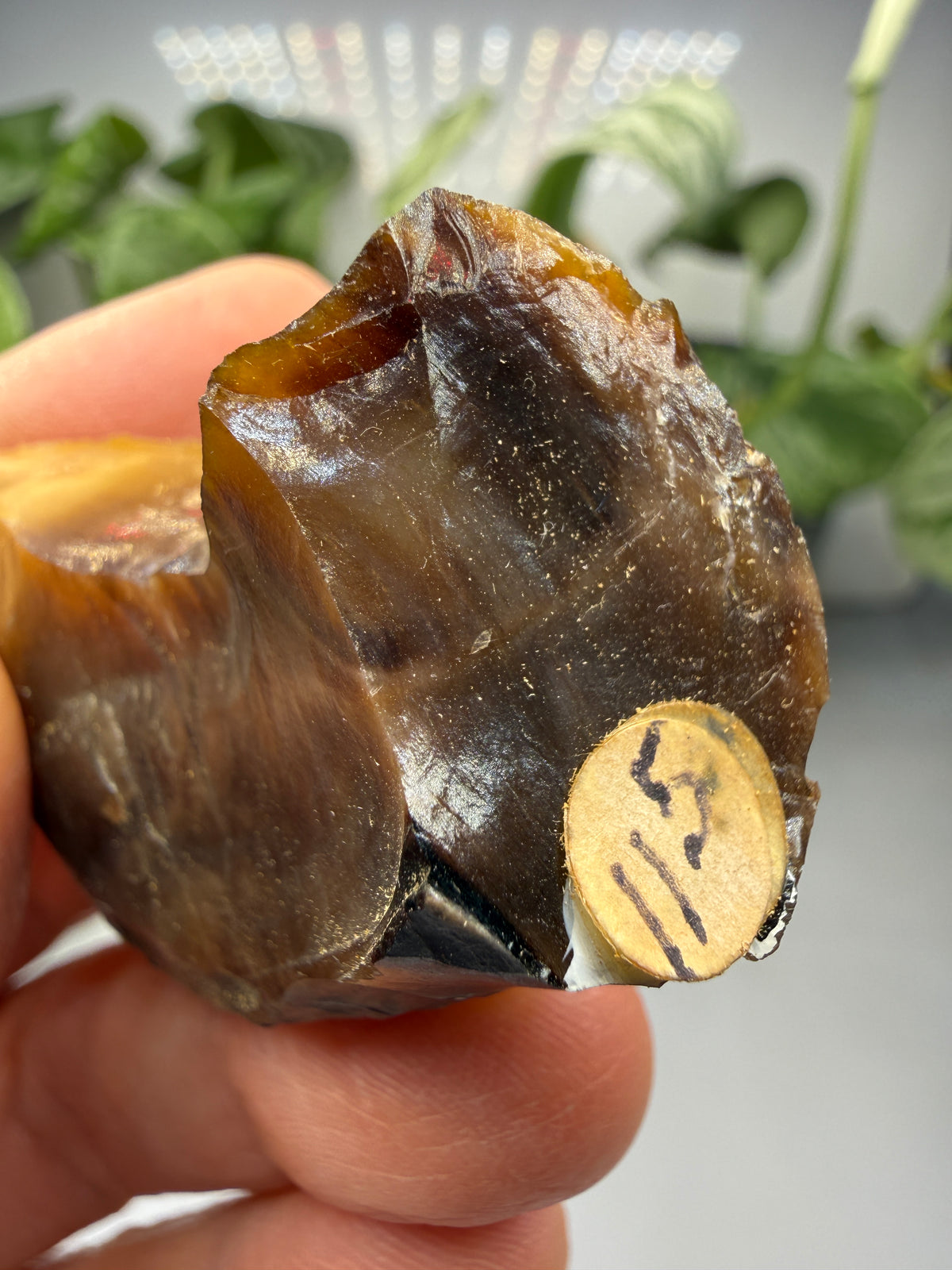Petrified Wood- Oregon, USA